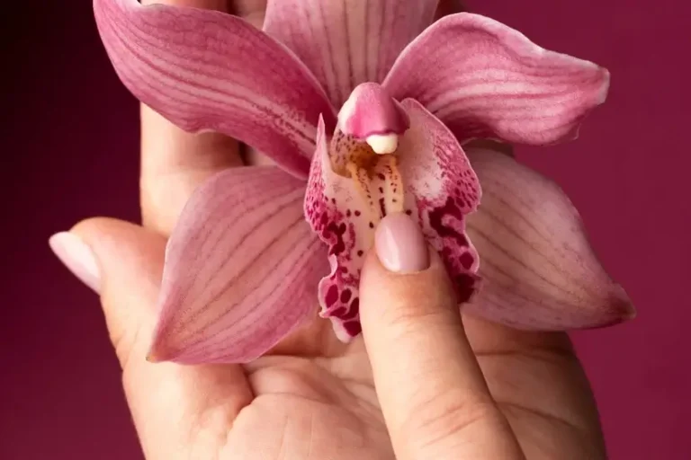A imagem mostra uma mão segurando uma flor rosa que lembra um clitóris